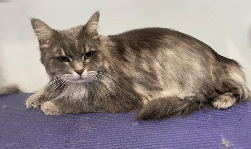 A groomed long-haired grey cat stretched out on a purple grooming mat