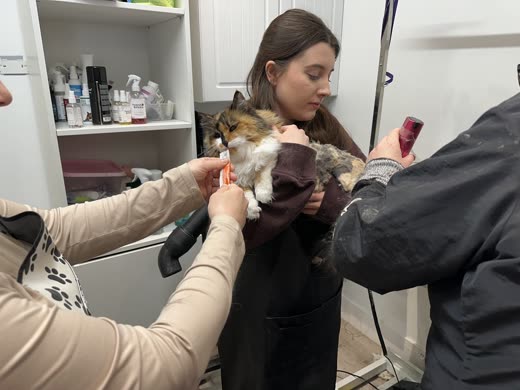 Two groomers towel-drying a tortoiseshell cat in the salon