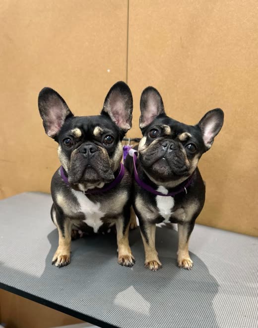 Two French Bulldogs sitting side by side on the grooming table